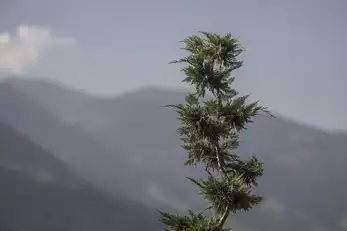 Detailaufnahme Ast von einem Strauch mit Berge im Hintergrund