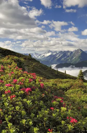 Panoramabild Landschaft auf den Bergen im Sommer 