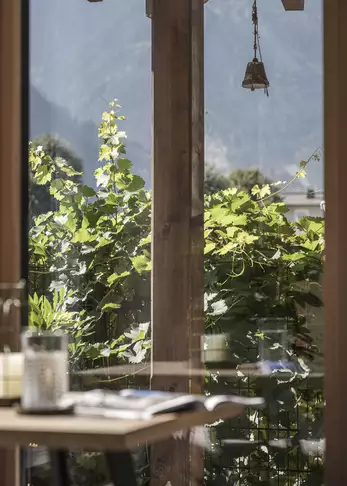 Ausblick aus Rezeption auf einen kleinen grünen Strauch 